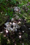 Coprinopsis variegata image