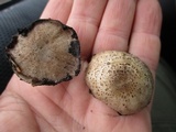 Coprinopsis romagnesiana image