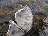 Bjerkandera adusta image