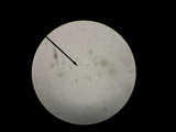 Bjerkandera adusta image
