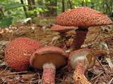 Suillus spraguei image
