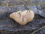 Peziza varia image