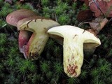 Boletochaete bicolor image