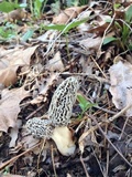 Morchella americana image