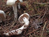 Rhodocollybia maculata image
