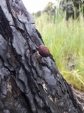 Gymnopilus thiersii image