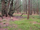 Rhodocollybia maculata image