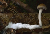 Psilocybe subaeruginosa image