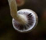 Psilocybe subaeruginosa image