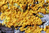 Oxneria fallax image