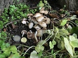 Homophron spadiceum image