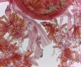 Homophron spadiceum image