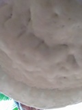 Ganoderma colossus image