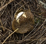 Geastrum litchiforme image