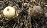 Geastrum litchiforme image