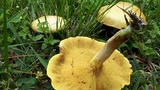 Suillus bovinus image