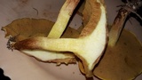 Suillus bovinus image