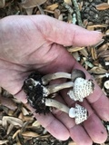 Agaricus endoxanthus image