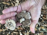 Agaricus endoxanthus image