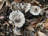 Agaricus endoxanthus image