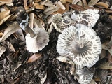 Agaricus endoxanthus image