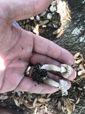 Agaricus endoxanthus image