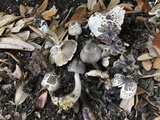 Agaricus endoxanthus image