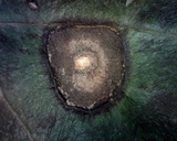Colletotrichum trichellum image