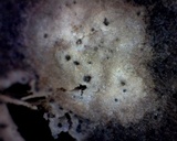 Colletotrichum trichellum image