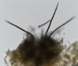 Colletotrichum trichellum image