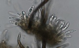 Colletotrichum trichellum image