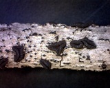 Rhytidhysteron rufulum image