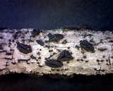 Rhytidhysteron rufulum image