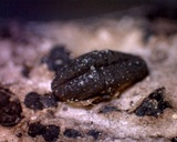 Rhytidhysteron rufulum image