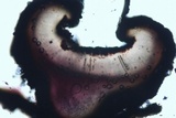 Rhytidhysteron rufulum image
