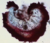 Rhytidhysteron rufulum image