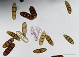 Rhytidhysteron rufulum image