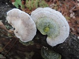 Trametes pubescens image