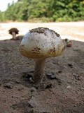 Amanita flavorubens image