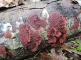 Punctularia strigosozonata image
