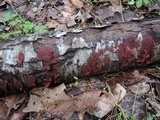 Punctularia strigosozonata image