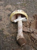 Amanita flavorubens image