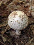 Amanita chrysoblema image
