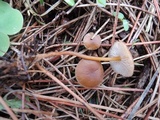Strobilurus esculentus image