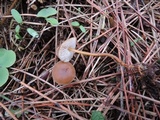 Strobilurus esculentus image