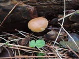 Strobilurus esculentus image