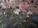 Stereum sanguinolentum image