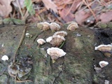 Stereum sanguinolentum image