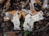 Gyromitra korfii image