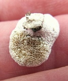 Poronidulus conchifer image